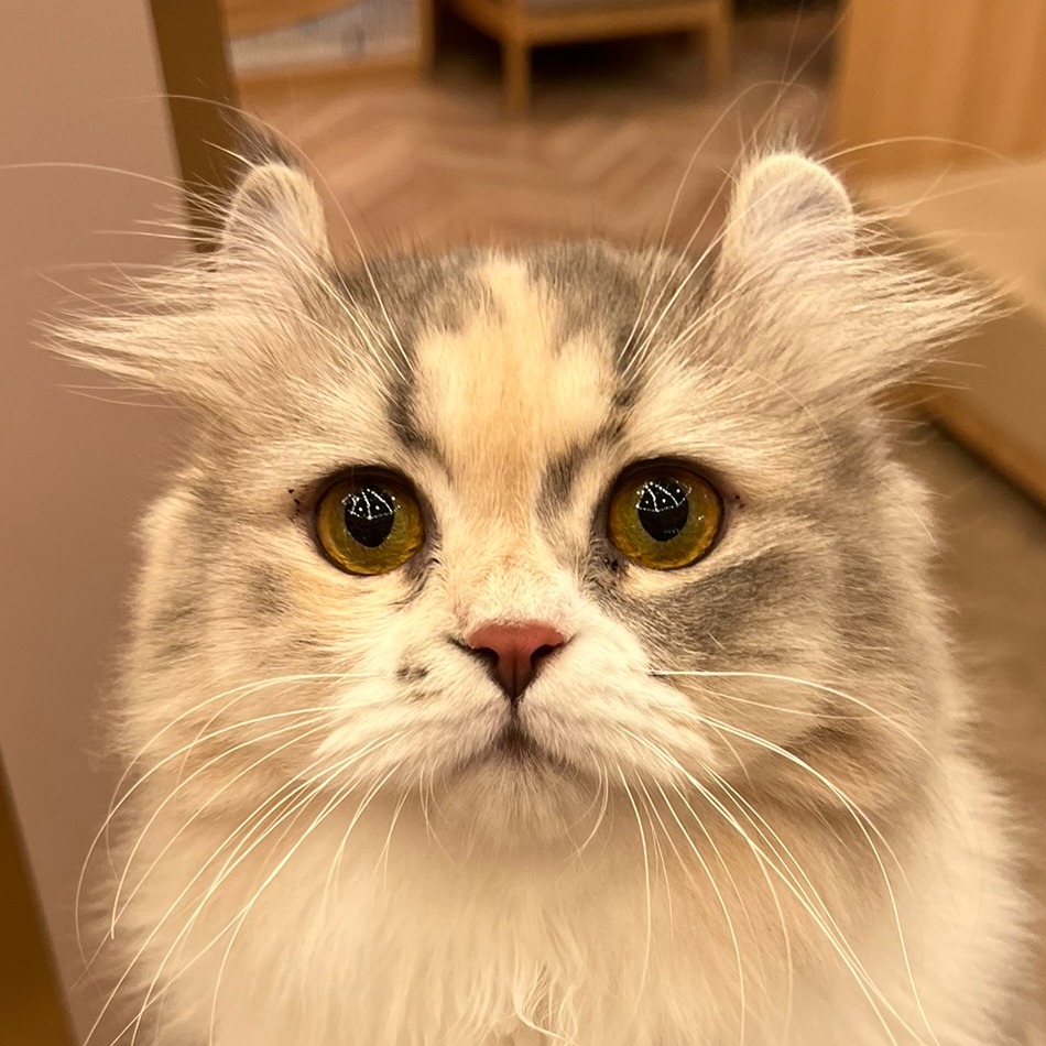 さくら